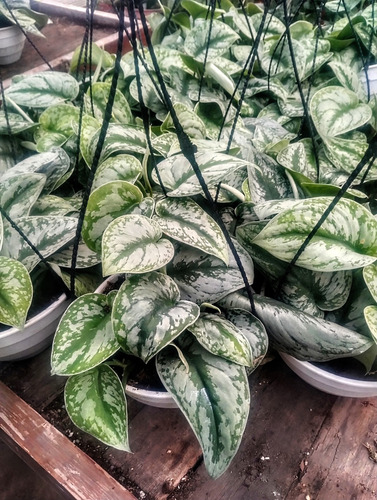 Pothus Silver - Pictus Plateado - Planta De Interior