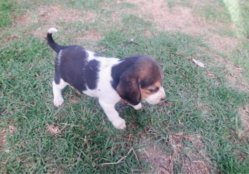 Imagen 4 de 4 de Cachorros Bealge Mascotas Rionegro Medellin Bogotá Cali
