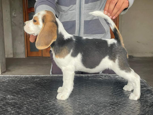 Cachorros Beagle Tricolor Y Bicolor Ya Vacunados 