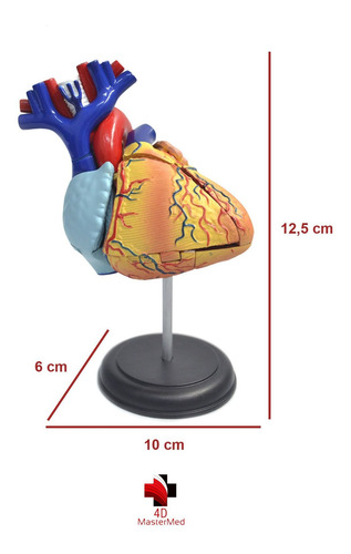 Modelo Do Corpo Humano - Coração - 4d Master
