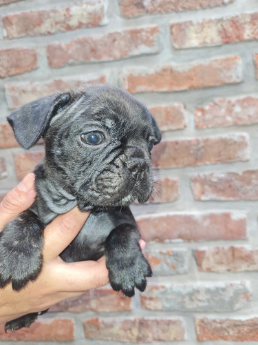 Bulldog Francés