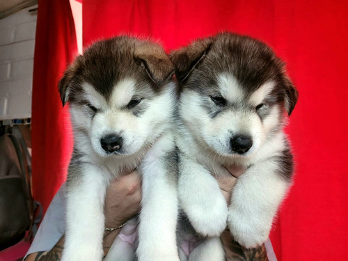 Alaska Malamute Ultima