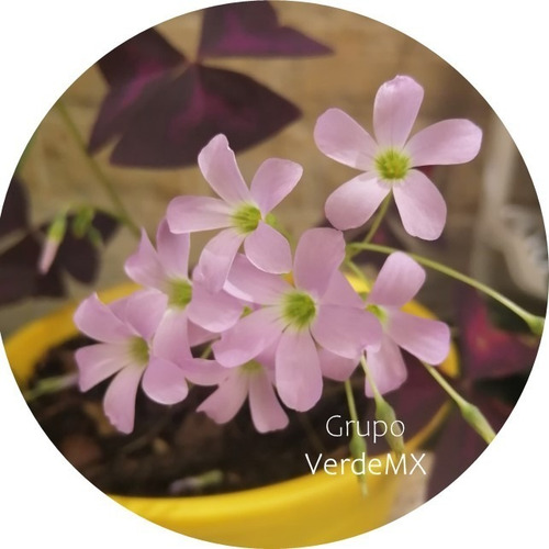 Bulbos De Oxalis Triangularis / Trebol Morado (Usado)