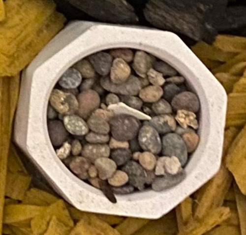 Piedra Decorativa Canto Rodado 20 Kgs