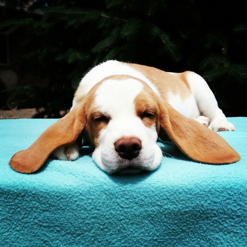 Cachorros Beagles . Calidad Y Sanidad.