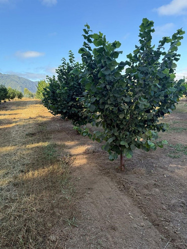 Agrícola En Venta En Gorbea