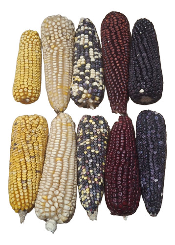 Mazorcas De Maíz De Colores Sin Hoja, Paquete 10 Piezas