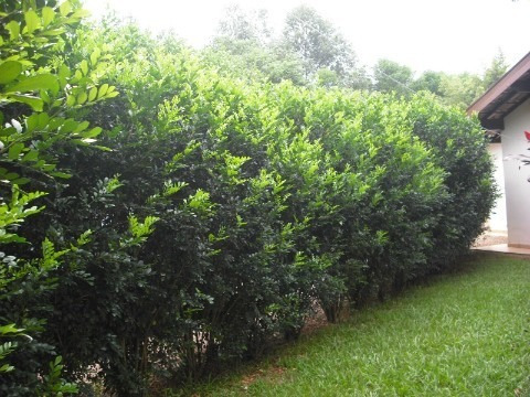 Rural - Venda - Santa Gertrudes - Cod. 81 - V81