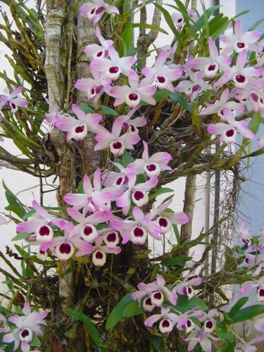Plantas Orquideas Dendrobium Nobile - Orquidea Con Flores | MercadoLibre