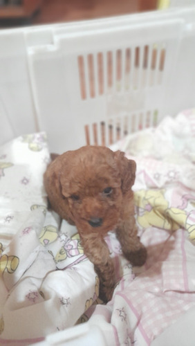 Imagen 4 de 4 de Caniche Mini Toy Roja