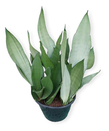 Espada De San Jorge Plateada - Sansevieria Trifasciata P20