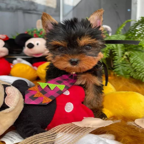 Yorkshire Mini Toy.