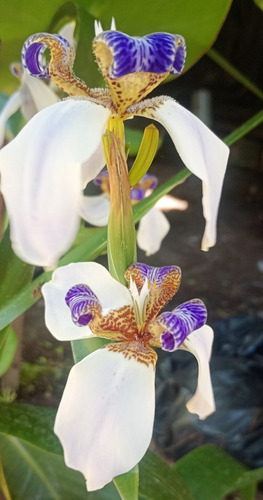 Neomarica Hermosa Floracion