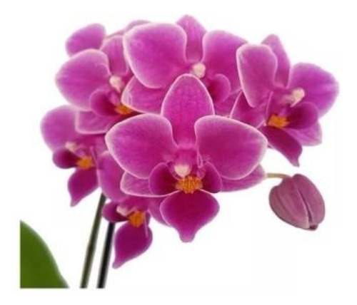 Orquídea Phalaenopsis Mini ! Flor Linda ! 