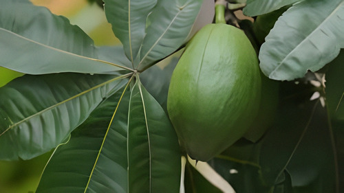 Muda Nativa De Castanha Do Maranhão 1m