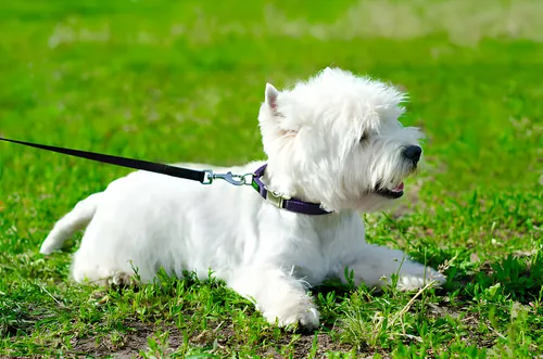 Perros West Highland White Terrier Cachorros Westie Puppy
