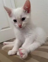 Comprar Gatito Bebé Siames..(ultimo)