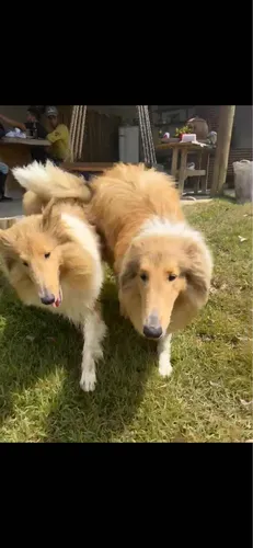 Rough Collie