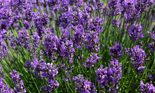 Lavanda 30 Gr Ervas Seca Para Chá