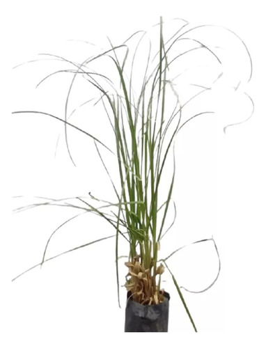 Cortaderia Selloana, Plumerillo, Plumero E15