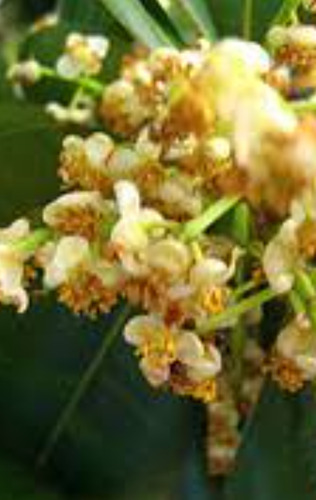 No Semilla Guanandi Calophillum Santa Maria Vih Envio Gratis