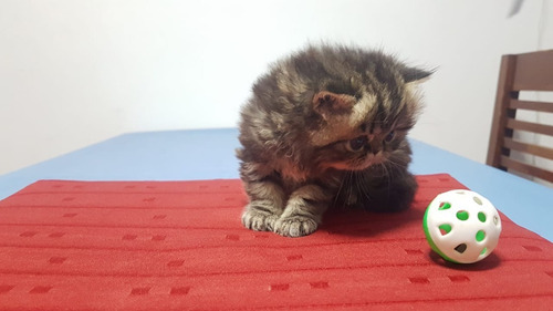 Hermosos Gatitos Persas Himalayo Extremo