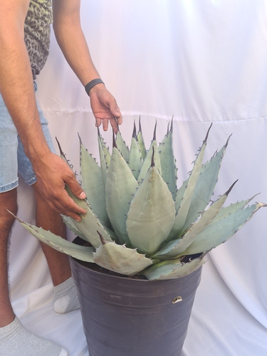 Agave Suculento Azul De Sol Hoja Gruesa Ya Incluye Envío