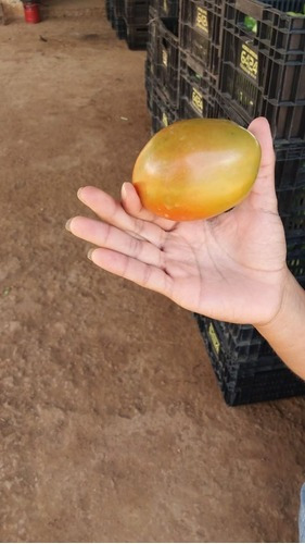 Tomate Rasteiro Rio Grande 3gr = 1.000 Sementes Aproximado