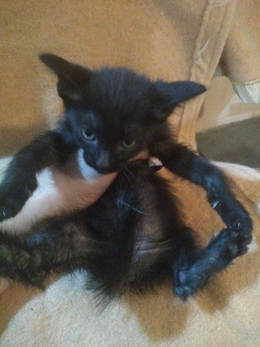 Gatita Raza Bombay Negra Con 2 Meses De Edad