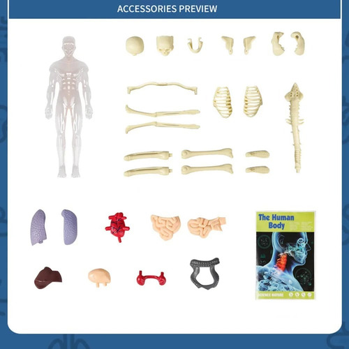 Modelo Anatómico Cuerpo Partes Extraíbles Transparente