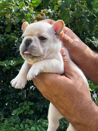 Venta Cachorros Bulldog Frances Fawn Colombia Cali Bogota