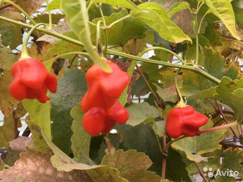 30 Semillas Chile Campanita O Aji Corona De Obispo Picante