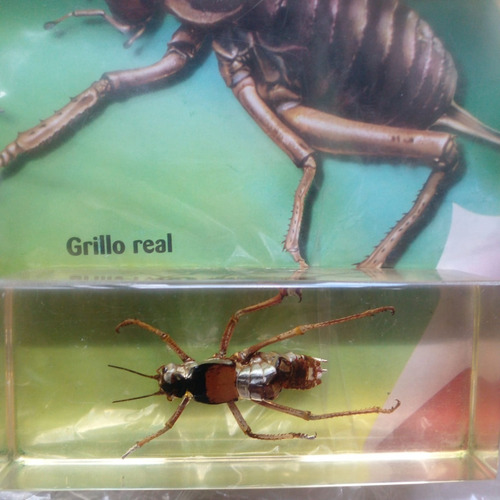 Fascículo + Bicho Coleccionable .grillo Real.