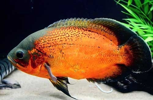 Peixe Oscar Red Ruby Genética Com Cor Garantida 6cm