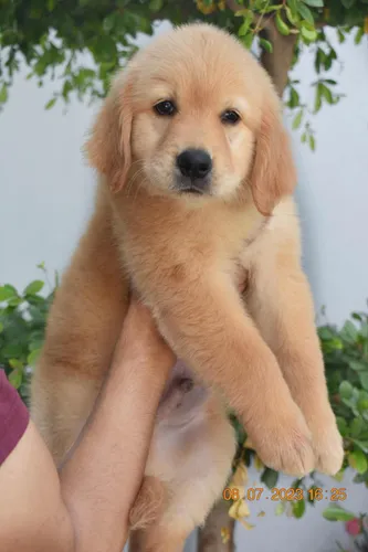 Golden retriever pedigree puppies for sale hotsell