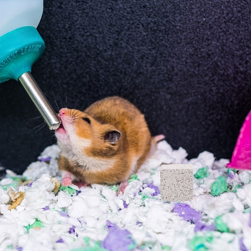 Chinchilla Con Piedra Molar De Hámster Que Muerde A Hámster,