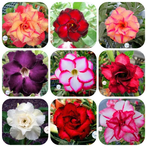 40 Sementes De Rosas Do Deserto Mix De Cores E Espécies.