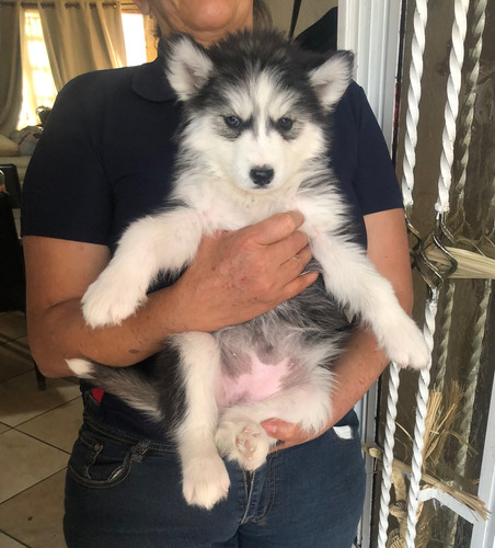 Husky Siberiano Excelente Genética 