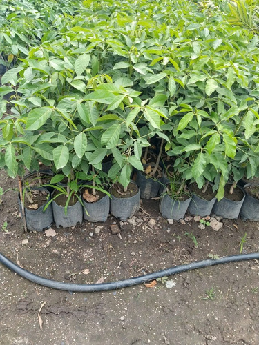 Imagen 4 de 4 de Arbol De Guayacan Rosa Palo De Rosa Primavera