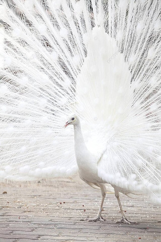 2 Ovos De Pavão Branco Indiano Puro Para Reserva
