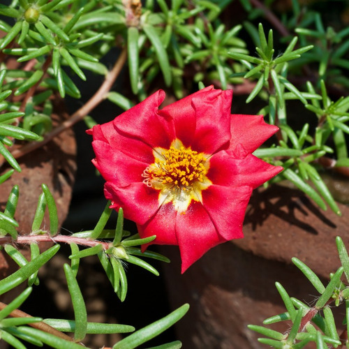 3env. Sementes-de-portulaca-flor-onze-horas-singela-sortida