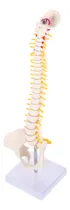 Comprar Modelo De Columna Vertebral Humana, Modelo De Pelvis, Hueso 