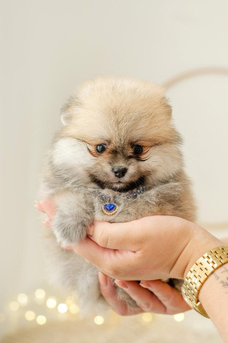 Pomerania Mini Única Hembra Naranja, Pedigree, Ofertazo! 