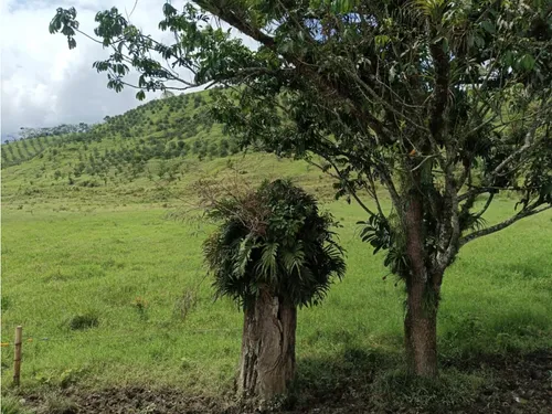 Se Vende Finca Vía Barragan - Rio Verde