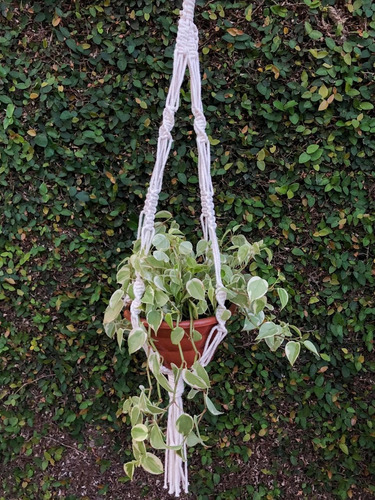 Suporte De Plantas