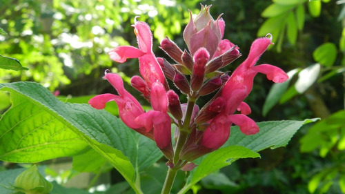 Salvia Involucrata. Atrae Picaflores. 