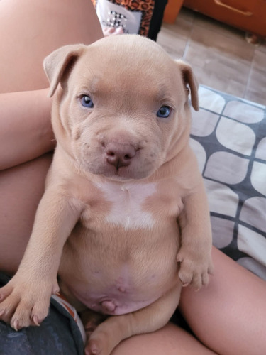 Vendo American Bully Con Pedigree