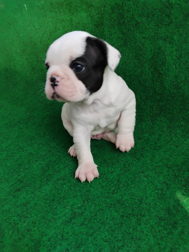 Buldog Francês