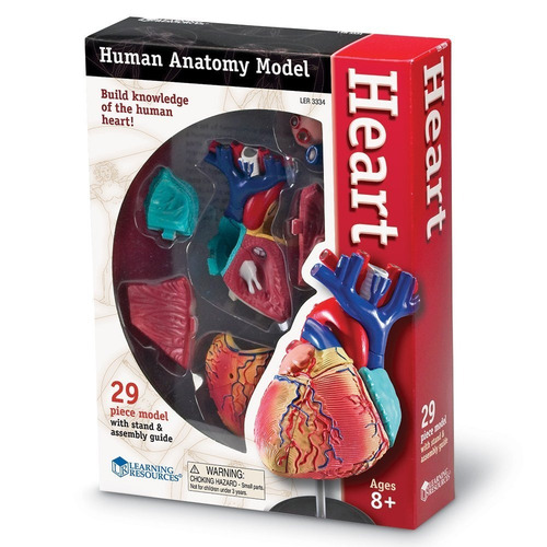 Modelo Corazón Humano Anatomía Figura Juego Didáctico 29 Pzs