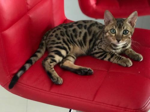 Gatos Bengals Machos Castrado Com Pedigree -goldens City